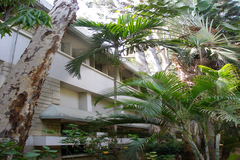 Ptychosperma macarthurii